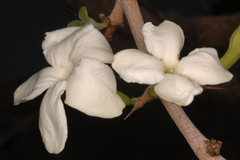 Gardenia turgida